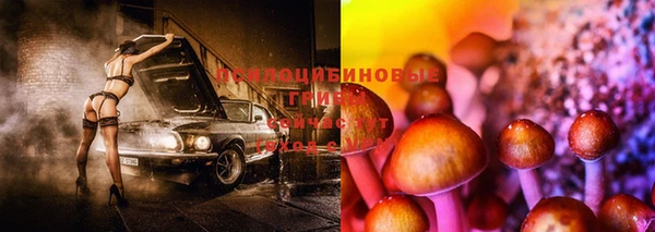 прущие грибы Горняк
